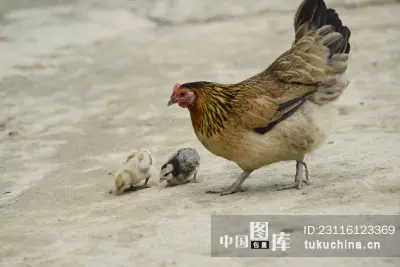 1、母鸡带小鸡一窝热闹是什么属相:母鸡带小鸡在十二生肖是哪些动物