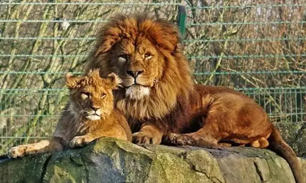 3、老虎和猪父子的属相合不合:属猪的父母和属虎孩子好吗