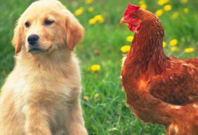 2、女的鸡和狗婚配属相合不合:男的属鸡，女的属狗真的不合吗？