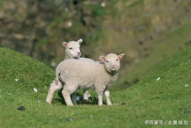 1、属羊和狗生什么属相的宝宝:妈妈属鸡宝宝属狗爸爸属羊二胎生个什么属相好？