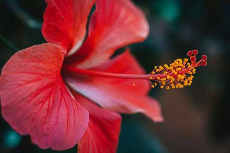 1、年桃花运最旺生肖:哪些生肖的桃花运