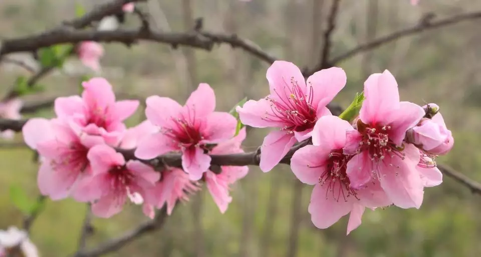 3、年属狗的桃花劫是谁:年属狗人的命运