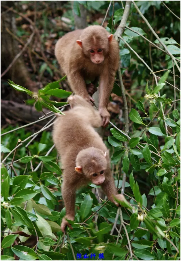 4、猴妈妈和虎宝宝相克吗:猴妈妈 羊爸爸 生虎宝宝还是兔宝宝好？