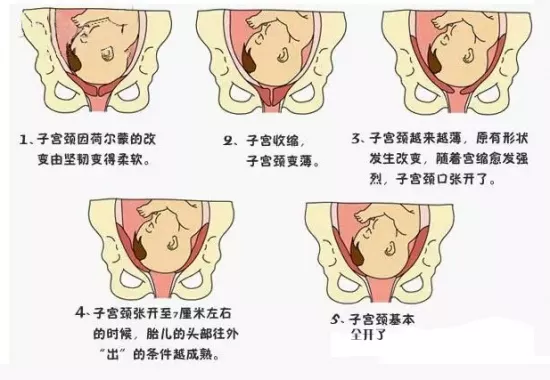 1、怀和女宝变化:怀男孩都有什么特征啊