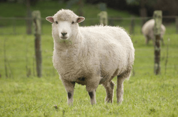 1、67年属羊54岁命中注定:67年属羊命里缺什么