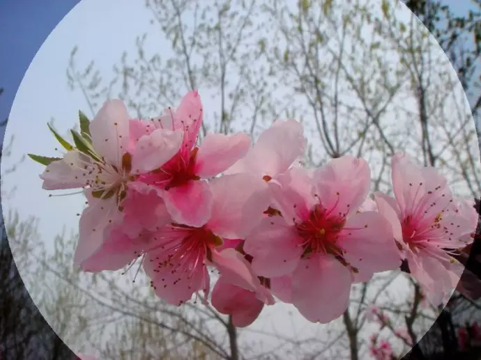 女生招正桃花运的方法：怎么旺“桃花运”？