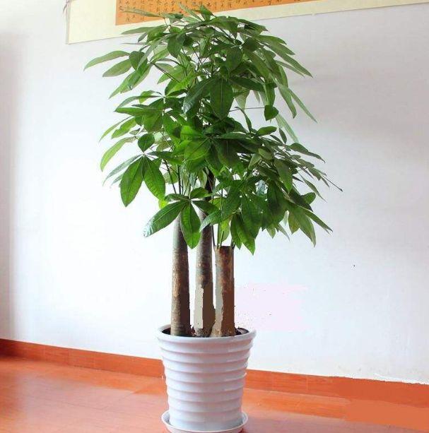 客厅放什么植物比较旺财：客厅放什么植物好比较旺财的