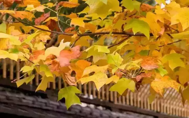 断了缘分就只剩离分是哪首歌：前路漫漫雨纷纷谁在痴痴的这是什么歌