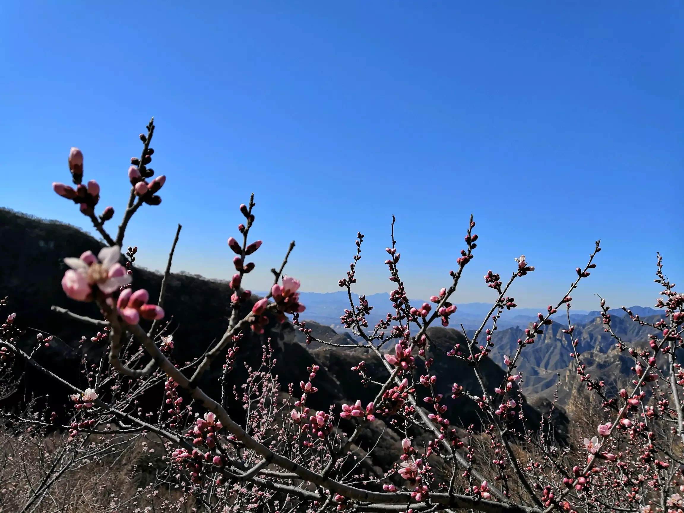 脚印像桃花一样的属相：十二生肖的脚印分别像什么花？