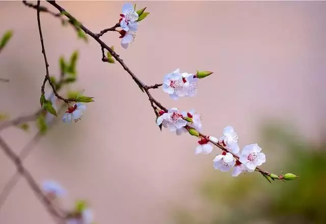 属相是立春还是正月初一：属相是从正月初一开始还是立春开始算