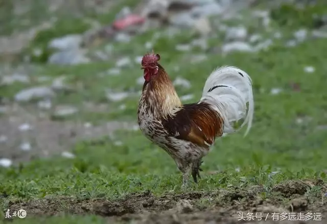 父母和狗生什么属相的孩子好：属鸡的父母和什么属相的孩子合