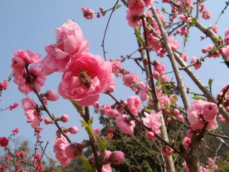 年2月9日是什么属相：杳年2月9日当日生肖,