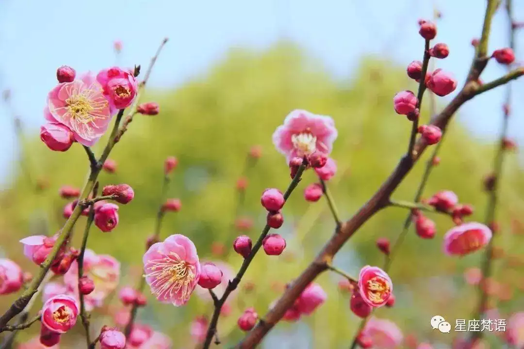 生肖羊宝宝的贵人属相：属羊的贵人是什么属象