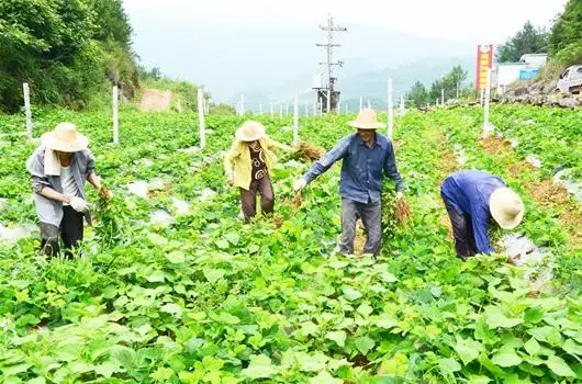 七亩好田二人耕什么属相：七亩好田二人耕,一家十口十来伴是什么生肖