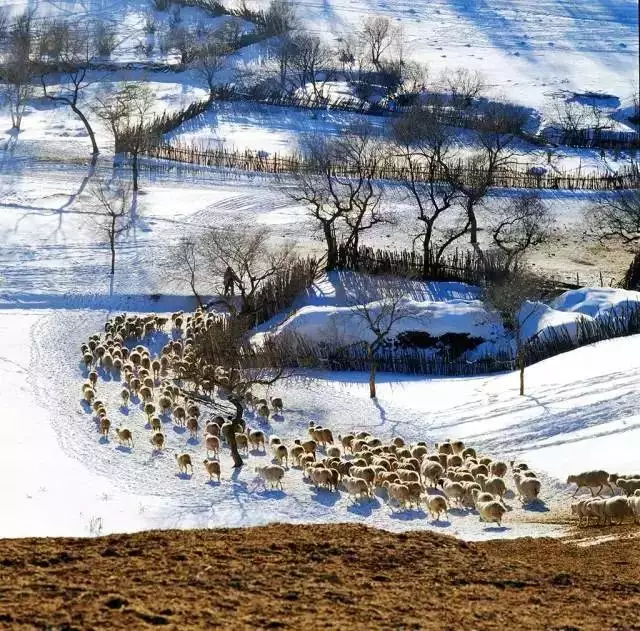 北国风光一片雪是什么属相：北国风光一片雪的生肖是什么？