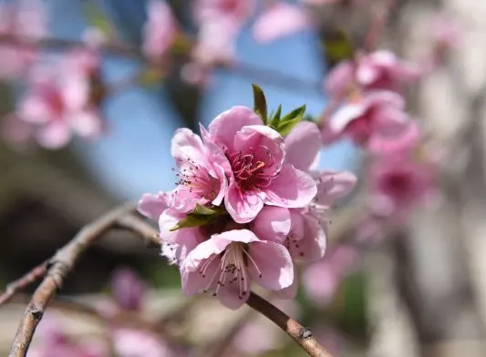 年3月份的属相：年有大财的生肖排