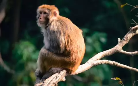 两人都属猴生什么属相宝宝：两个属猴的生什么属相的孩子好