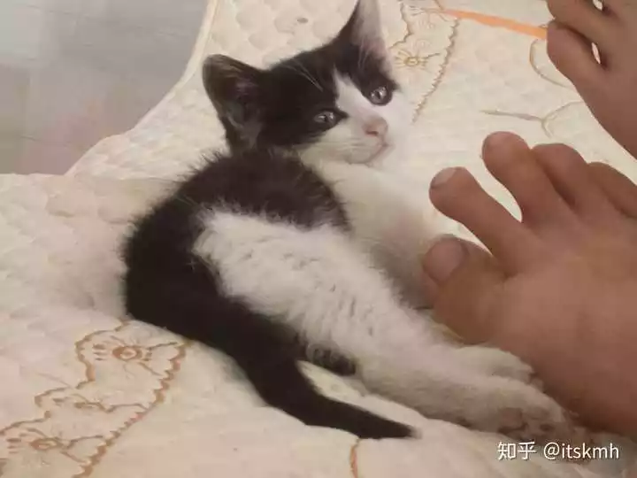 养猫最忌讳属相的男人：什么属相不能养猫