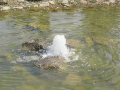 水命都是哪年生人什么属相：十二生肖有哪些 十二生肖水命有哪些