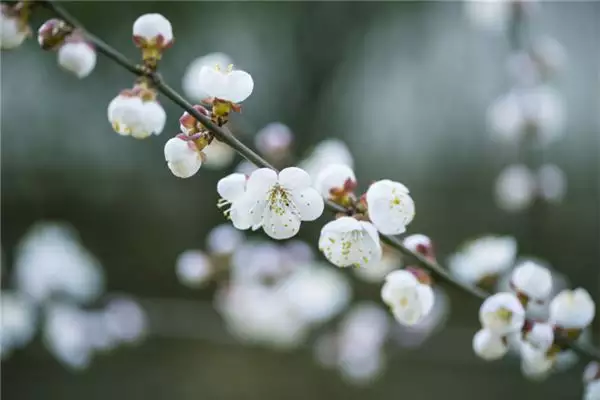 年4月出生属相：年属牛的几月出生最好