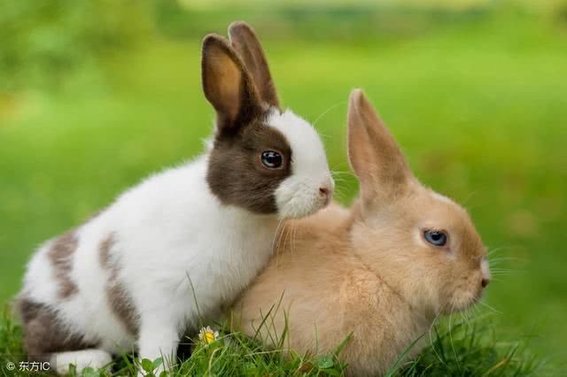 兔属相和哪个属相最合适呢：属兔的男人和什么属相最般配