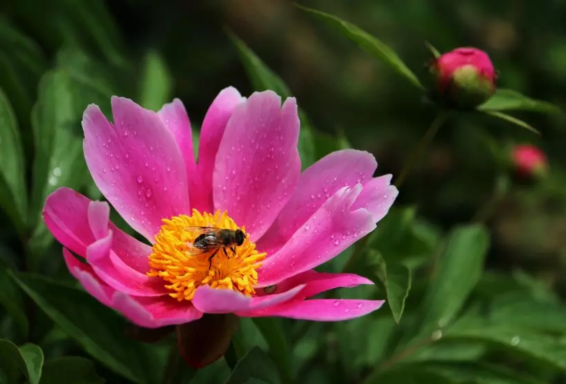 未来三年桃花运最好的属相：2021年桃花运最旺生肖排名