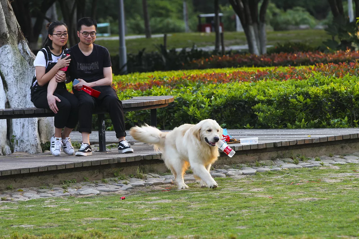 生肖狗的和什么属相合得来：属狗和什么属搭配合适？