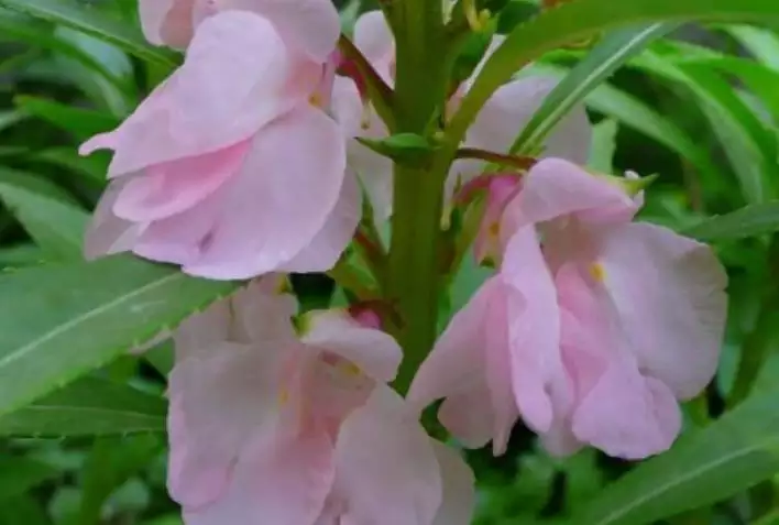 属虎的桃花是哪个属相：属虎的几月有桃花运