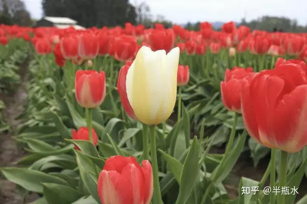 属牛人善良善善的的属相：十二生肖谁最善良，十二生肖最善良的生肖