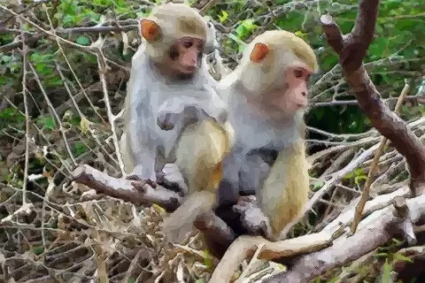 属猴的人配什么属相最合适：属猴的男人和什么属相最配