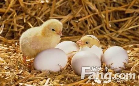 鸡爸爸牛妈妈适合生什么属相宝宝：属龙的爸爸和属鸡的妈妈生什么属相的宝宝好？