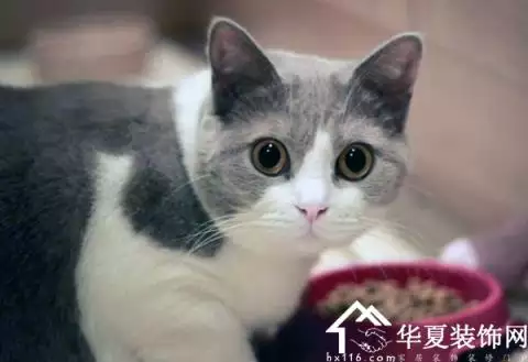 属相是狗梦见猫什么意思：梦到猫和狗什么意思 什么含义