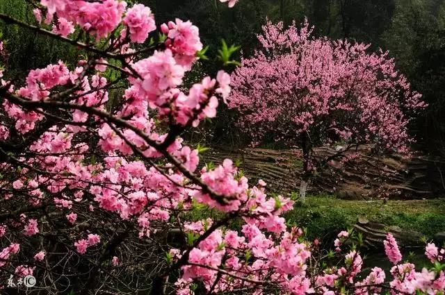 问什么不同属相会断绝桃花运：桃花运走完会怎么样