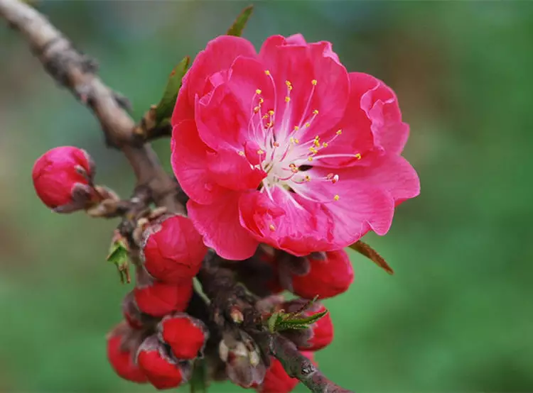 属什么属相桃花运最旺：12生肖中，桃花运最旺的生肖，是哪3个？