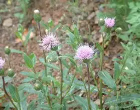 两种生物取食植物的不同部位属于竞争吗？