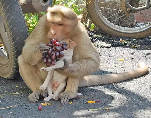 猴子跟狗的属相合不合：属猴和属狗的配吗？猴和狗配吗？