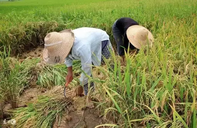 勤劳一生为农民的属相：勤劳一生为农民，猜生肖