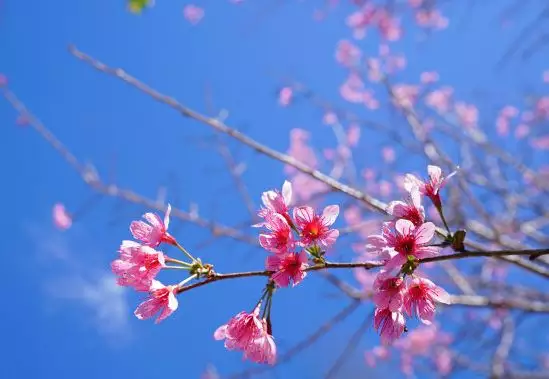 7月哪个属相最外遇烂桃花：怎么打造姻缘桃花_斩烂桃花的风水呢？