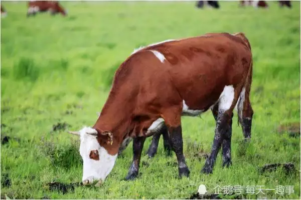 结婚时属牛的忌哪些属相：结婚当天忌讳什么属相