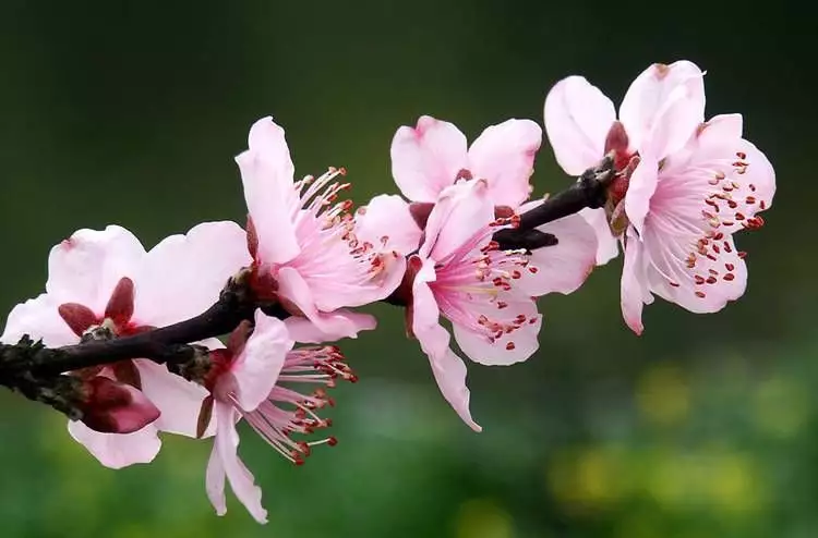 明年桃花开最红的属相：最恋桃花红是什么生肖？