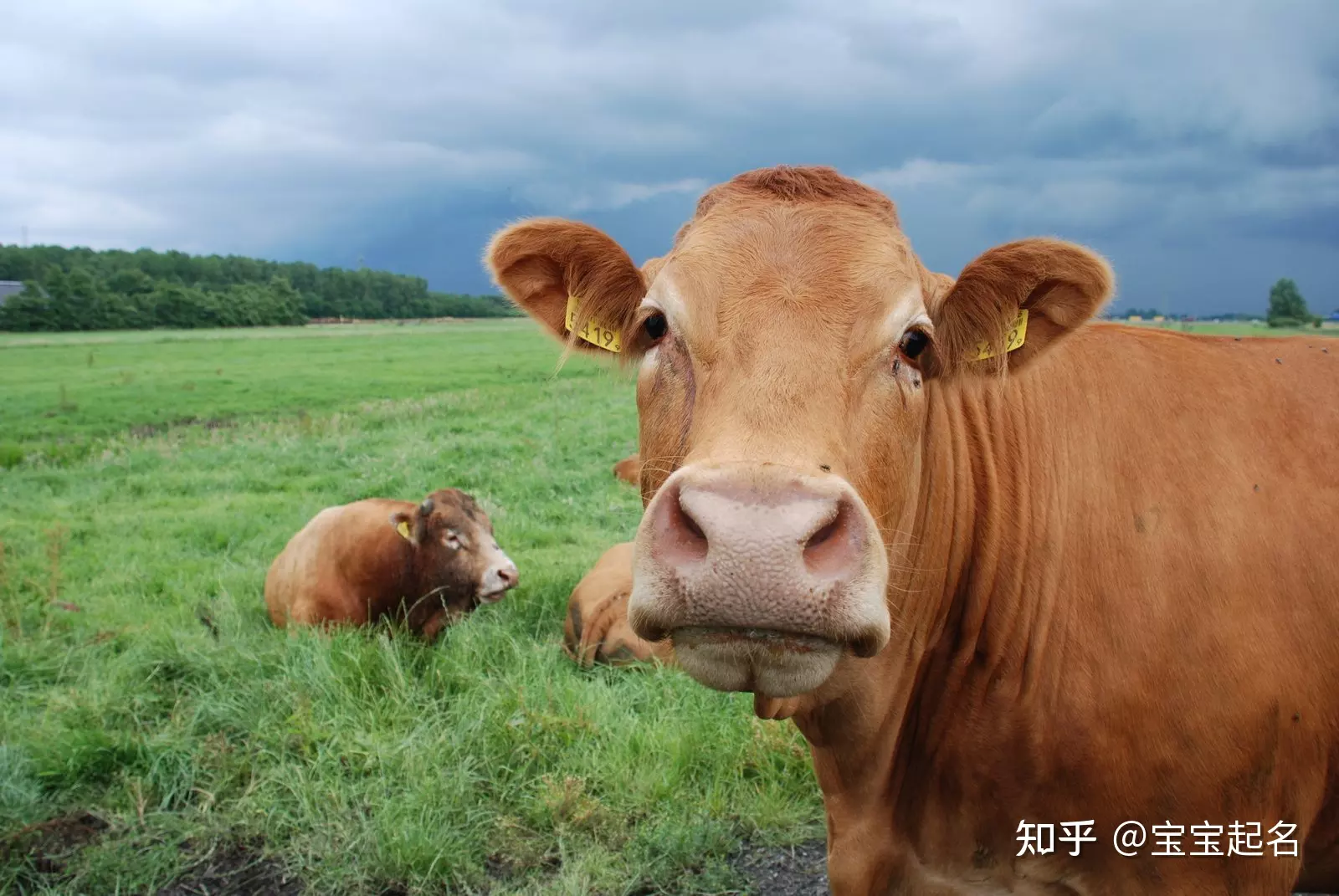 牛宝宝克什么属相父母好：猪宝宝和什么属相的父母相克