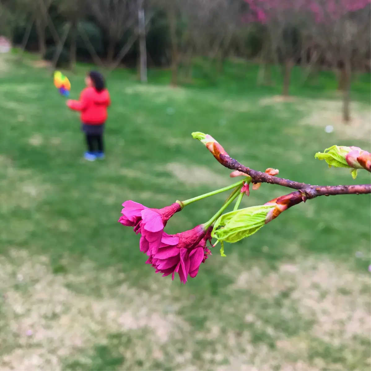 红红火火水中花的属相：寒寒树栖鸦，露露水中花.浅井泛皎月，静秋知天涯猜一生肖