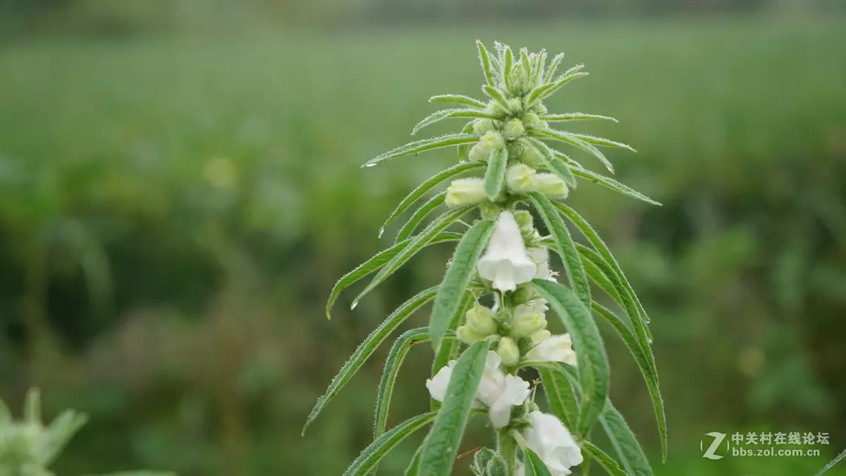 芝麻开花节节高的属相：芝麻开花、节节高什么生肖