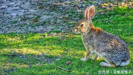 属兔和哪个属相可以旺运气：属兔人和什么属相合作好