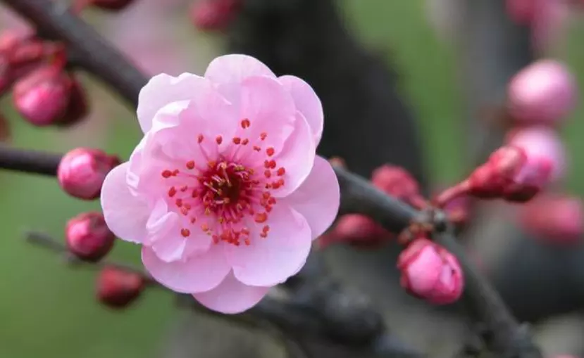 年桃花运最好的属相：年桃花运最旺生肖排名