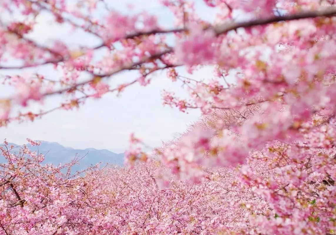 年4月一日属相运势：年属虎的运势和财运