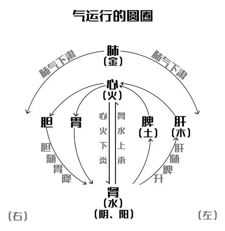 五脏的属相与气候有哪些关联：介绍五脏六腑.还有对应五行的属性