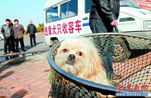 流浪小犬难高飞是什么属相：高飞是什么品种的狗？？？