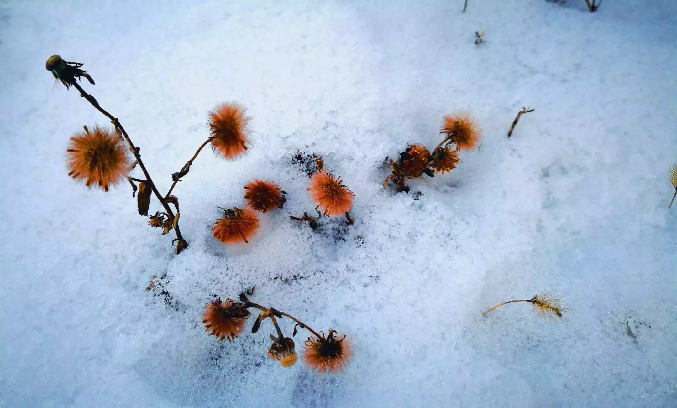 寒冬白雪满天飞的属相：寒冬白雪满天飞喜兆半年家裕富是何肖