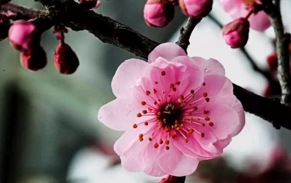 十二生肖属相的桃花运：一生桃花运缠身的属相